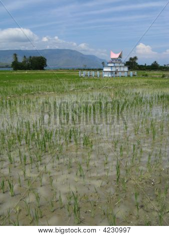 Tomba sul campo di riso, Indonesia