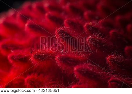 A Red Spikelets Close Up Macro Nature Background