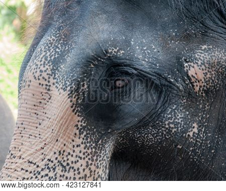 Asian Elephant In The Jungle. African Elephant In National Park. A Young Elephants Walking.