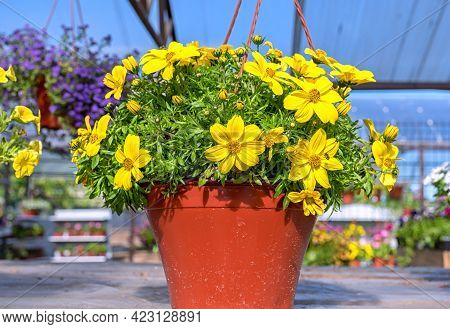 Close-up Of A Pot Of Yellow Bacopa Flowers Standing On A Wooden Shelf In The Garden Center