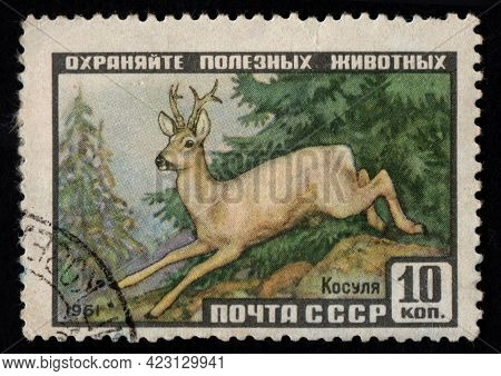 Soviet Union - Circa 1961: Stamp Printed In Ussr With Wild Roe. Postal Stamp About Wild Ungulate Ani