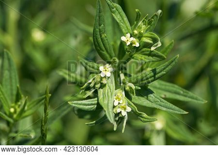 Flower Of A Common Cromwell, Lithospermum Officinale