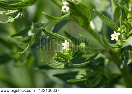 Flower Of A Common Cromwell, Lithospermum Officinale