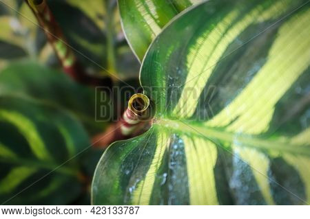 The Curled Up New Leaf On A Calathea Plant