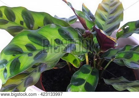 Macro Of The Leaves On A Rattlesnake Calathea Plant