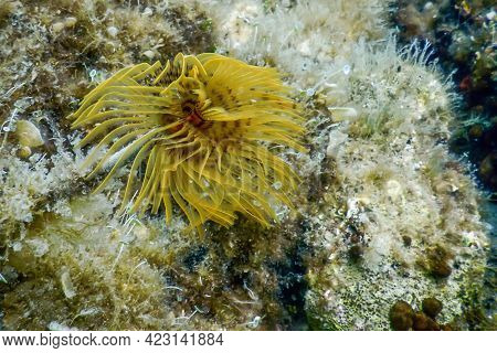 Tubeworm Underwater (sabella Spallanzanii) underwater Sea Life