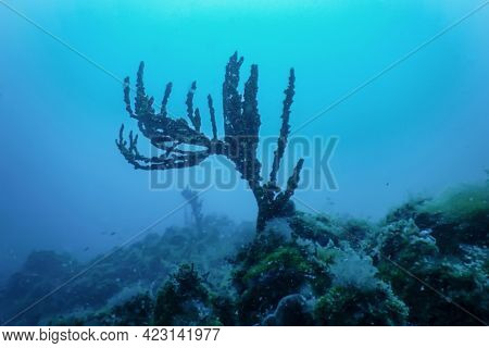 Gorgonian Sea Coral (paramuricea Clavata) Red Gorgonian Soft Coral