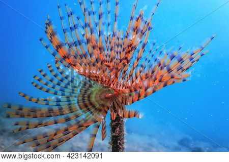 Tubeworm Underwater (sabella Spallanzanii) underwater Sea Life