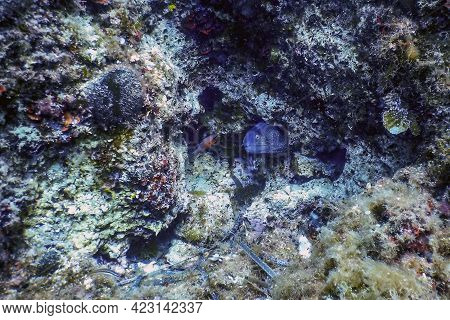Mediterranean Moray (muraena Helena) Saint Helena Moray, Wildlife