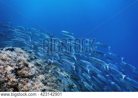 Fish School Underwater, Fish Underwater Background (mugil Cephalus) flathead Grey Mullet