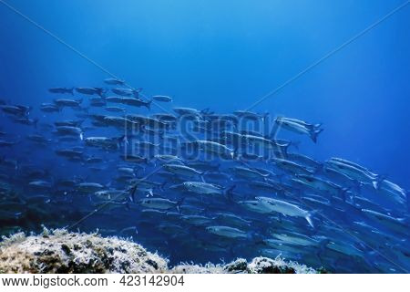 Fish School Underwater, Fish Underwater Background (mugil Cephalus) flathead Grey Mullet