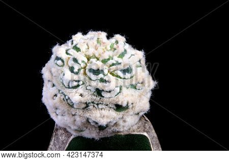 Close Up Beautiful Grafting Of Astrophytum Cactus