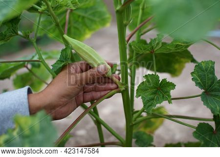 Okra Vegetable On Plant In Farm. Okra Plant Growing In Home Garden. Okra Flower Asian Herbs