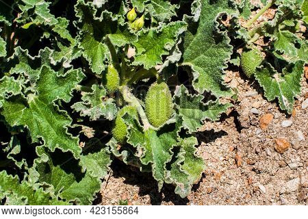 Mad. Squirting Cucumber. Ecballium Elaterium, Echinocystis Lobata, Echinata. An Annual Plant Of The 