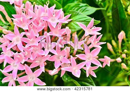 Centaurium Erythraea