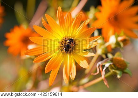 Bee On Blooming Flowers Of Sunflower Aster Family At Sunny Summer Day