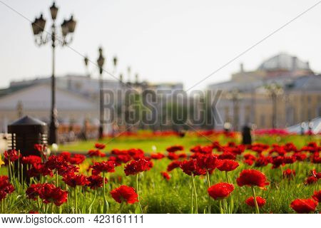 Red Tulips On Manezhnaya Square In Moscow. Flower Beds In The Park In The City Center. Manezhnaya Sq