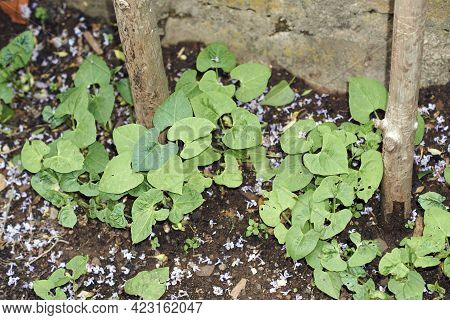 Young Beans Plants Of The Genus That Are On A Beanstalk About To Grow.