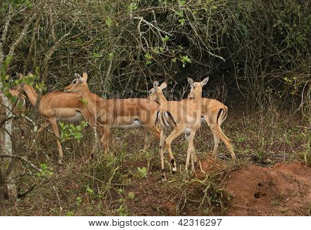 Uganda Kobs In Africa