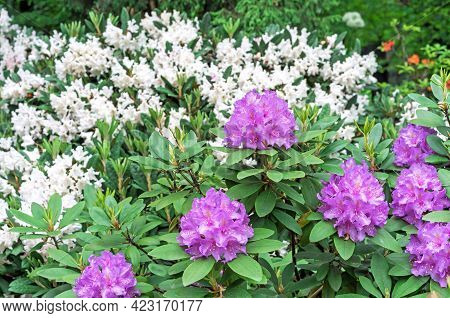 Pacific Rhododendron (rhododendron Macrophyllum) Is A Large-leaved Species Of Rhododendron Native To