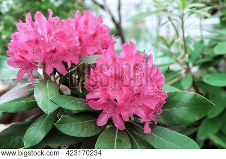Pacific Pink Rhododendron (rhododendron Macrophyllum) Is A Large-leaved Species Of Rhododendron Nati