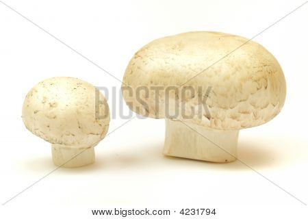 Pilze