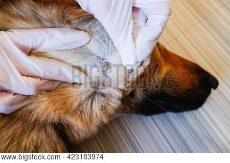 Acarus. Parasite. German Shepherd Dog Was Bitten By A Tick. At The Vet's Appointment. We Remove The 