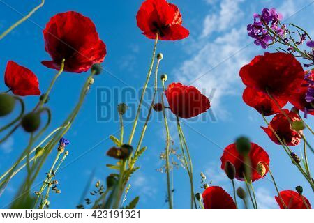 Bright Red Poppies With Sunny Blue Sky. Close Up With Short Depth Of Field.