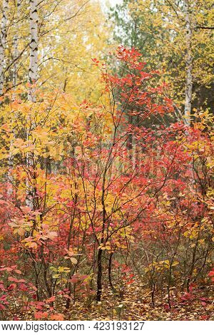 Biuty Bright Autumn Landscape In The Forest, Yellow Red Foliage On Trees