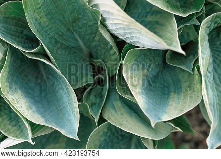 Close Up Of Hosta Plant Leaves Growing In A Garden. Shade Tolerant Flowers For A Backyard