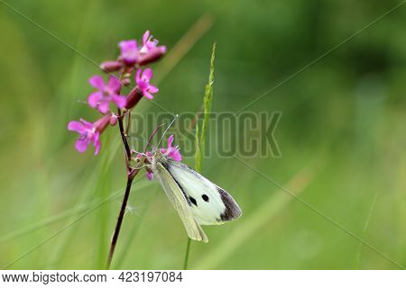 Cabbage Butterfly (pieris Brassicae) On Purple Flowers Of Viscaria Vulgaris, Summer Meadow