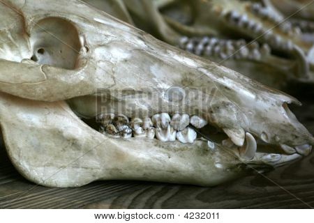 Wildschwein-Skull