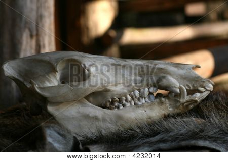 Wildschwein-Skull