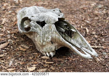 Weathered Skull Of A Dead Horse In The Forest. An Old Horse Skull Lies On The Ground. Bone Skull Wit