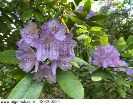 Catawba Rhododendron (rhododendron Catawbiense) Or Rhododendron Hybride Catawbiense Grandiflorum (th