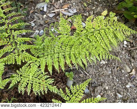 Upside-down Fern (arachniodes Standishii) Or Upside-down Fern (the Botanical Garden Of The Universit