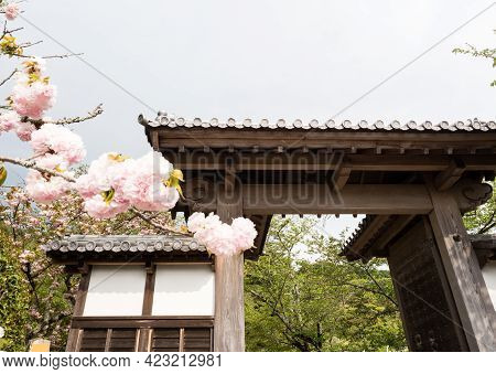 Cherry Blossoms At The Gates Of Hantaji, Temple Number 50 Of Shikoku Pilgrimage - Matsuyama, Ehime P