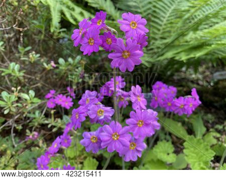 Pink Himalayan Primrose (primula Polyneura), Vielnervige Schlüsselblume Oder Vielnervige Primel (the