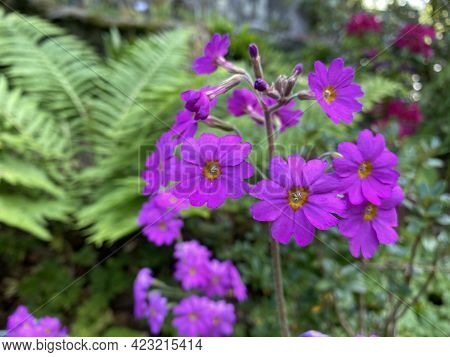 Pink Himalayan Primrose (primula Polyneura), Vielnervige Schlüsselblume Oder Vielnervige Primel (the