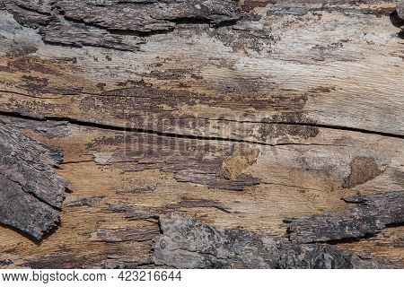 Tree Bark Texture Woodbackground,walnut Wood Texture. Super Long Walnut Planks Texture Background.