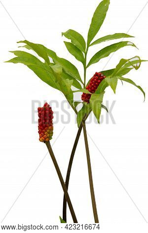 Fruit Konjac.colorful Konjac Fruit In Nature