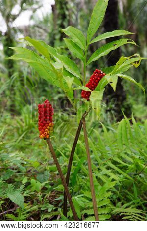 Fruit Konjac.colorful Konjac Fruit In Nature