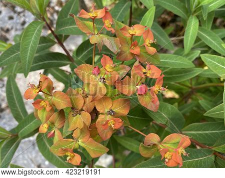 The Griffith\'s Spurge (euphorbia Griffithii), Himalaja Griffiths Wolfsmilch, Feuer-wolfsmilch Oder 