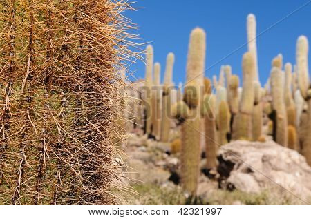 Bellissima la maggior parte delle Ande In Sud America, Salar De Uyuni, Bolivia