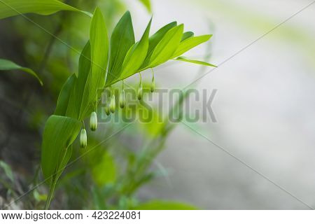 Polygonatum Odoratum, Polygonatum Officinale, White Forest Flowers In Bloom, Springtime Wild Floweri