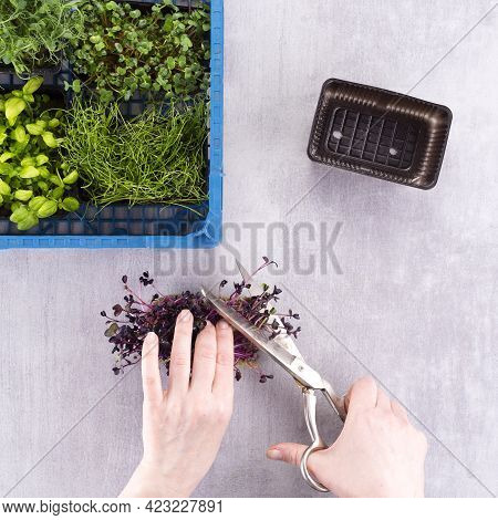 The Girl Cuts The Shoots Of Young Greenery, Microgreens With Scissors. Growing Useful Herbs Micro Gr