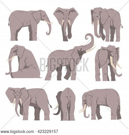 Elephant As Large African Animal With Trunk, Tusks, Ear Flaps And Massive Legs Vector Set