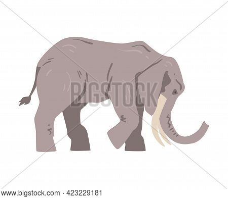 Standing Elephant As Large African Animal With Trunk, Tusks, Ear Flaps And Massive Legs Vector Illus