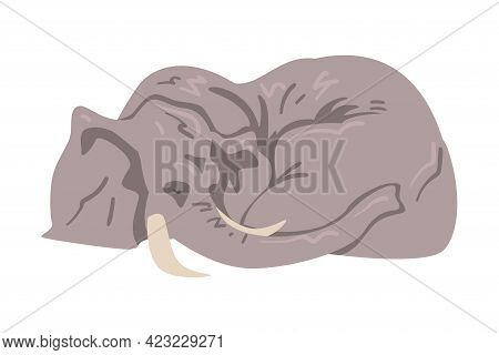 Lying Elephant As Large African Animal With Trunk, Tusks, Ear Flaps And Massive Legs Vector Illustra