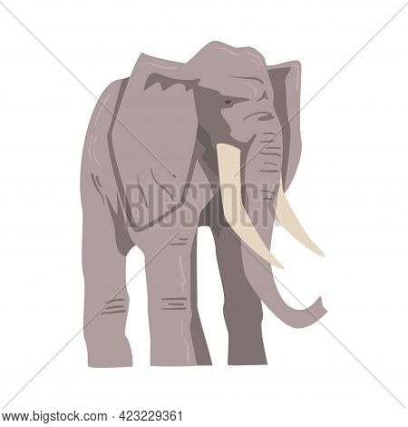 Standing Elephant As Large African Animal With Trunk, Tusks, Ear Flaps And Massive Legs Vector Illus